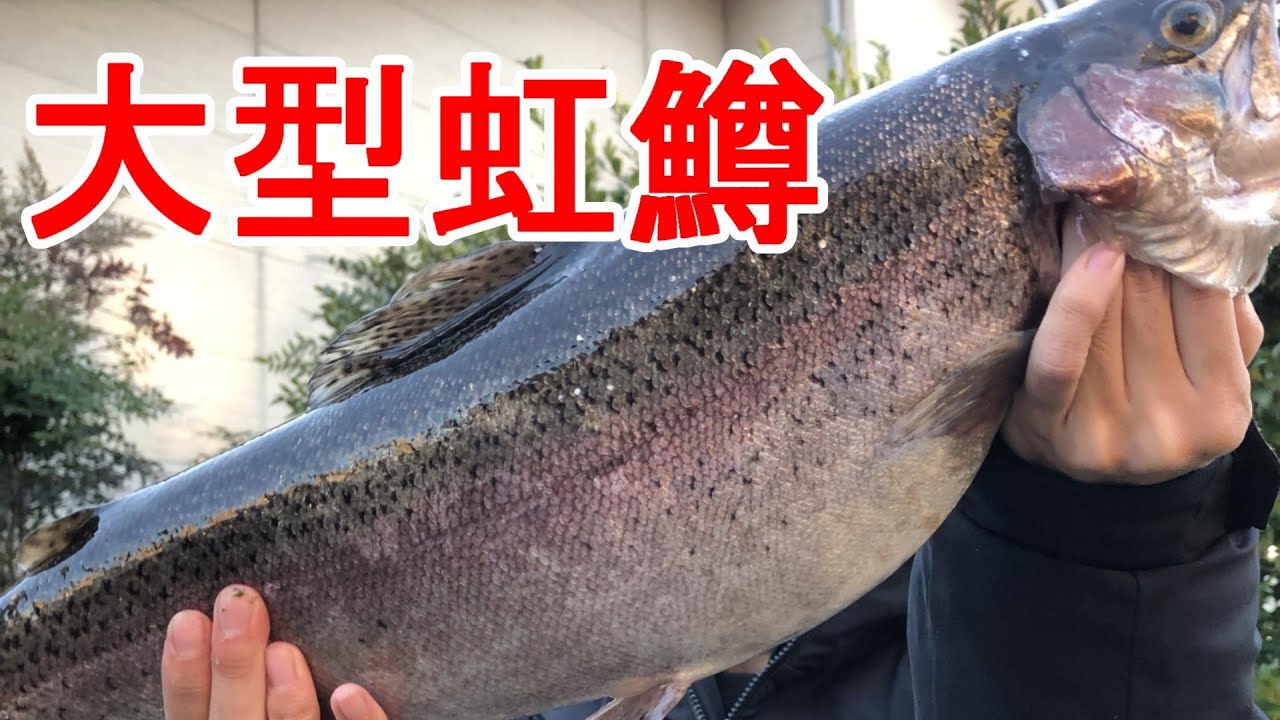 大型放流日に赤金のスプーンで大型ニジマス釣ってきた INアルクス