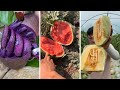 Farm Fresh Ninja Fruit Cutting | Oddly Satisfying Fruit Ninja #10