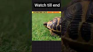 Top 5 Fact About Tortoise😱