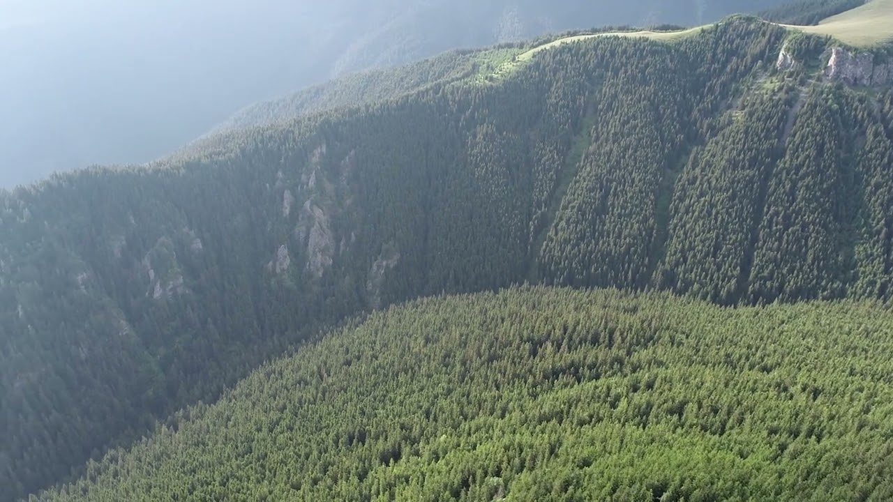Beautiful forests of Călimani National Park, 