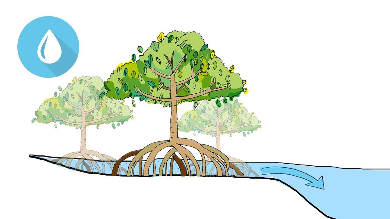 #MangrovesMatter Oceans