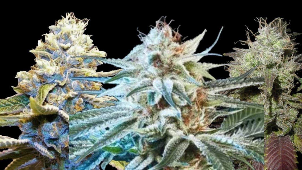 Продвинутая генетика