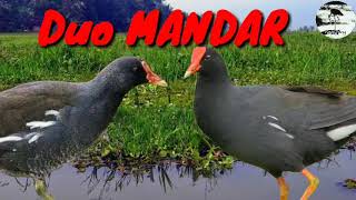 Download Lagu Suara pikat burung Duo MANDAR MP3