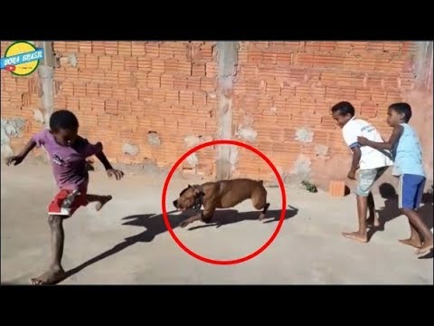 Vídeo: A tendência de maquiagem mais recente que varre o mundo é chamado de olho de cachorro