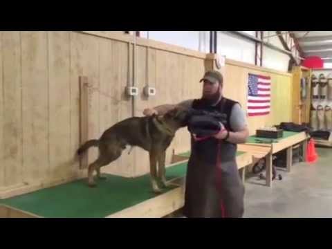 best protection dogs for first time owners German Shepherd