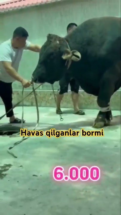 #vodiybozor #bozorolami #goat #animals #horse #chorvaolami # ...