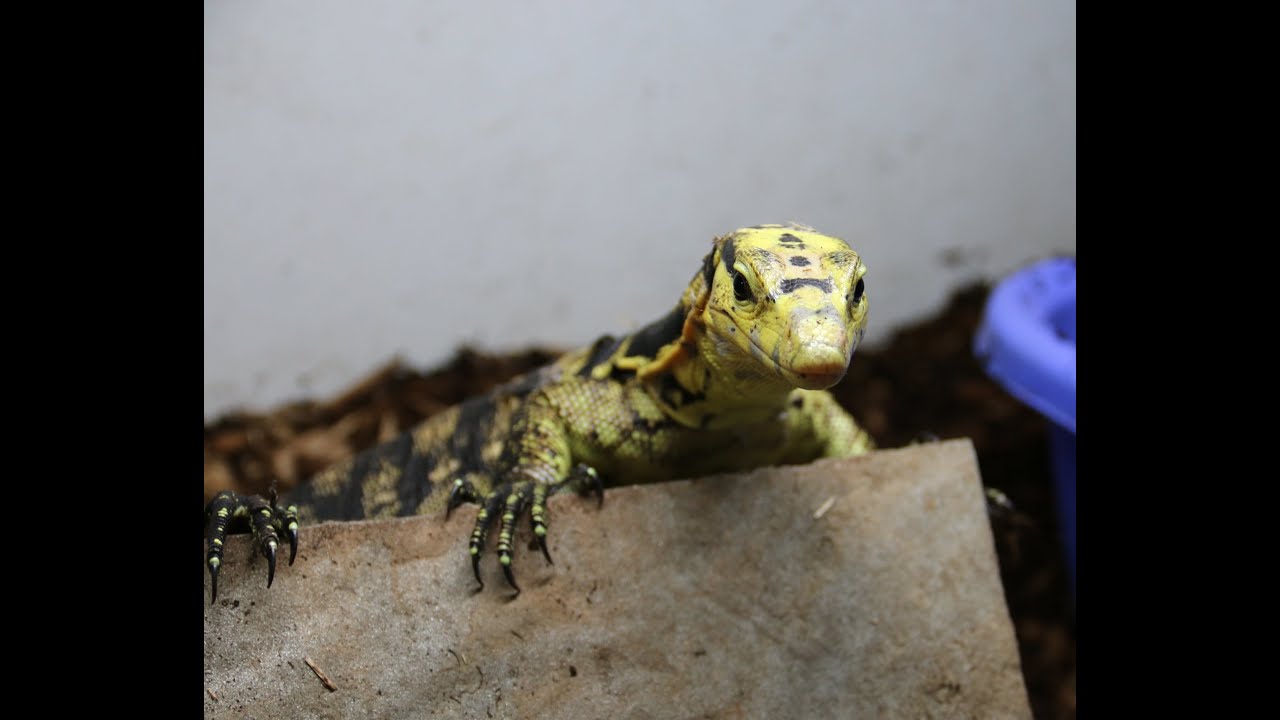 lettera43 Huge Lizard in the Tub