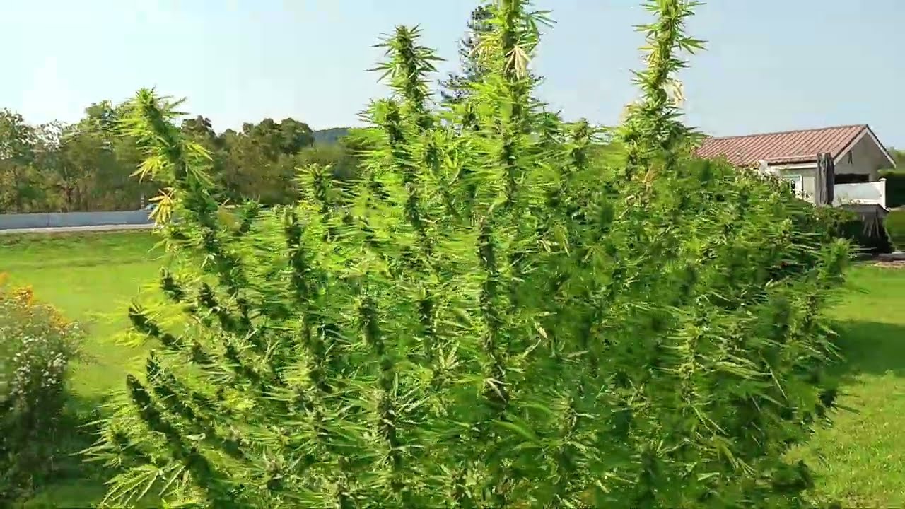 Skunk#1 — один из ЛУЧШИХ сортов для выращивания на открытом воздухе! (Outdoor Organic, 13 сентябр...