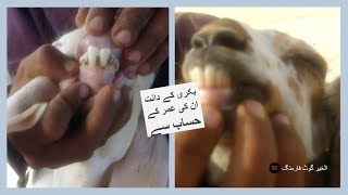 157 | How to Check Teeth of Goats | How to Check Age of Goats | Teeth of different Aged Goats.