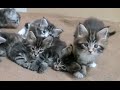 коты, котики и котята породы Мейн кун  Maine Coon