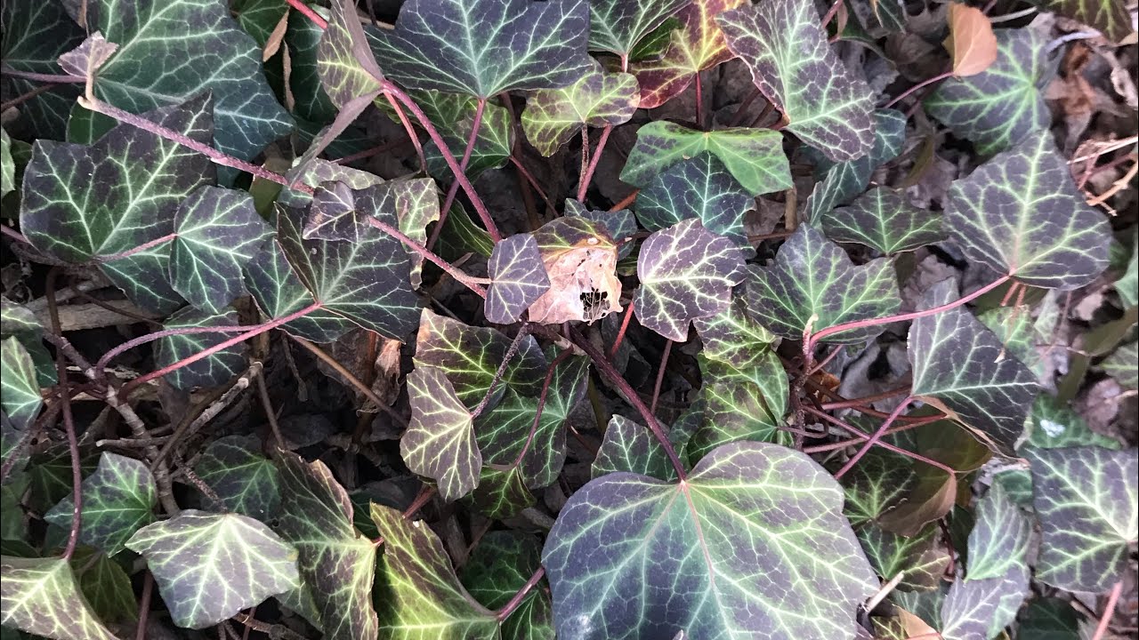 هل اللبلاب سام ؟   النباتات السامه الحلقه الثالثه