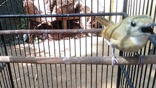 Srdc Gacor  Isian Mantap Sekali Untuk Memancing Srdc Lain Sikatan Rimba Dada Coklat