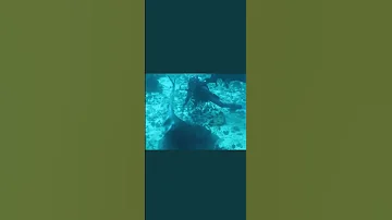 Steve Irwin’s Last Dive! (Actual Footage) *WARNING +18 Only