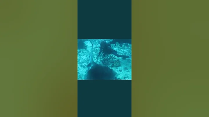 Steve Irwins Last Dive! (Tragic Video)