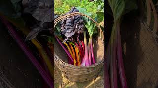 Time To Pick Vegetables Harvest A Basket Of Beautiful Winter Greens