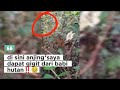 “Detik-Detik Anjing Saya Digigit Babi Hutan‼️🔥🤯😱#BerburuBabiHutan, #MancingIkan, #PetualanganAlam