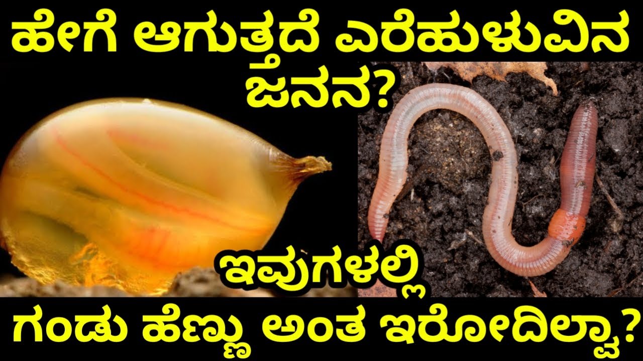 ಎರೆಹುಳುಗಳು ಹೇಗೆ ಹುಟ್ಟಿಕೊಳ್ಳುತ್ತವೆ ಗೊತ್ತಾ? How Earthworms are Born? Earthworm Facts in Kannada