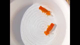 DSCF3270