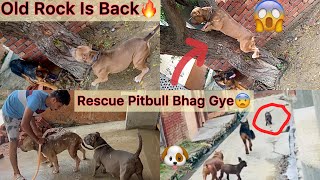 Rescue Pitbull Pani Sa Dar Kar Bhag Gye|| Old Rock Is Back