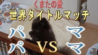 可愛い犬の愛をかけた世界タイトルマッチ‼Would you like a dog Pomeranian either daddy or mama in the world?　くまた＆ひつき screenshot 5