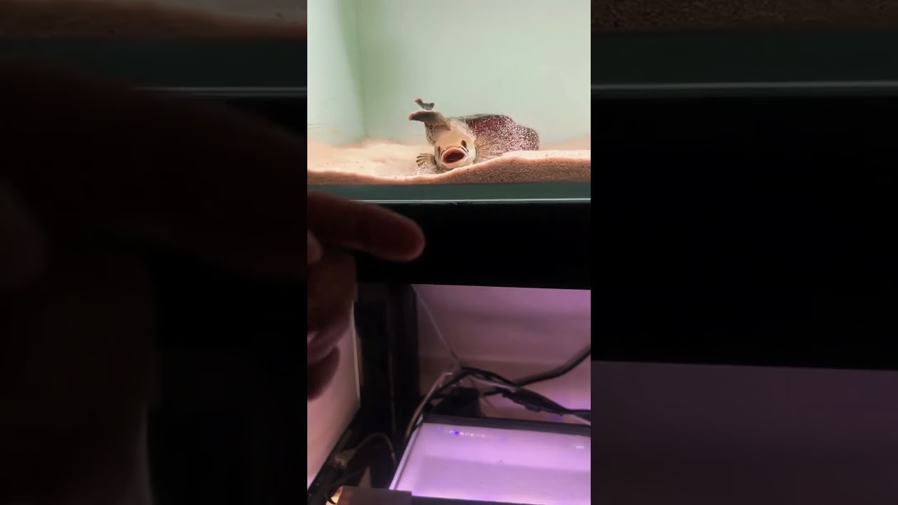 Fun With Fish: Playtime in the Aquarium 🐠✨