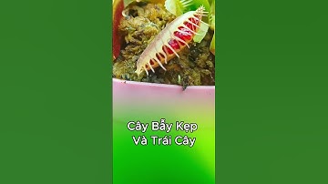 Cây bẫy kẹp hôm nay được ăn quả dâu #câybẫykẹp #câybắtmồi