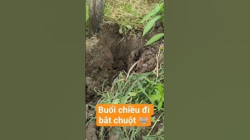 buổi chiều đi bắt chuột 🐭
