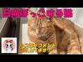 日向ぼっこする猫