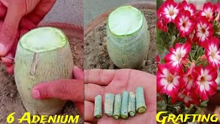 Unique Technique Adenium Grafting | Graft Desert Rose Plant Caudex