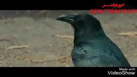 صلاه الفجر الشيخ عبدالكريم الخليدي من سوره الأنبياء
