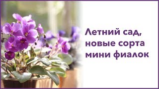 Летний сад и новенькие мини фиалки