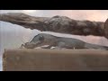 ヤモリがコオロギを食べまくる Japanese Gecko Feeding