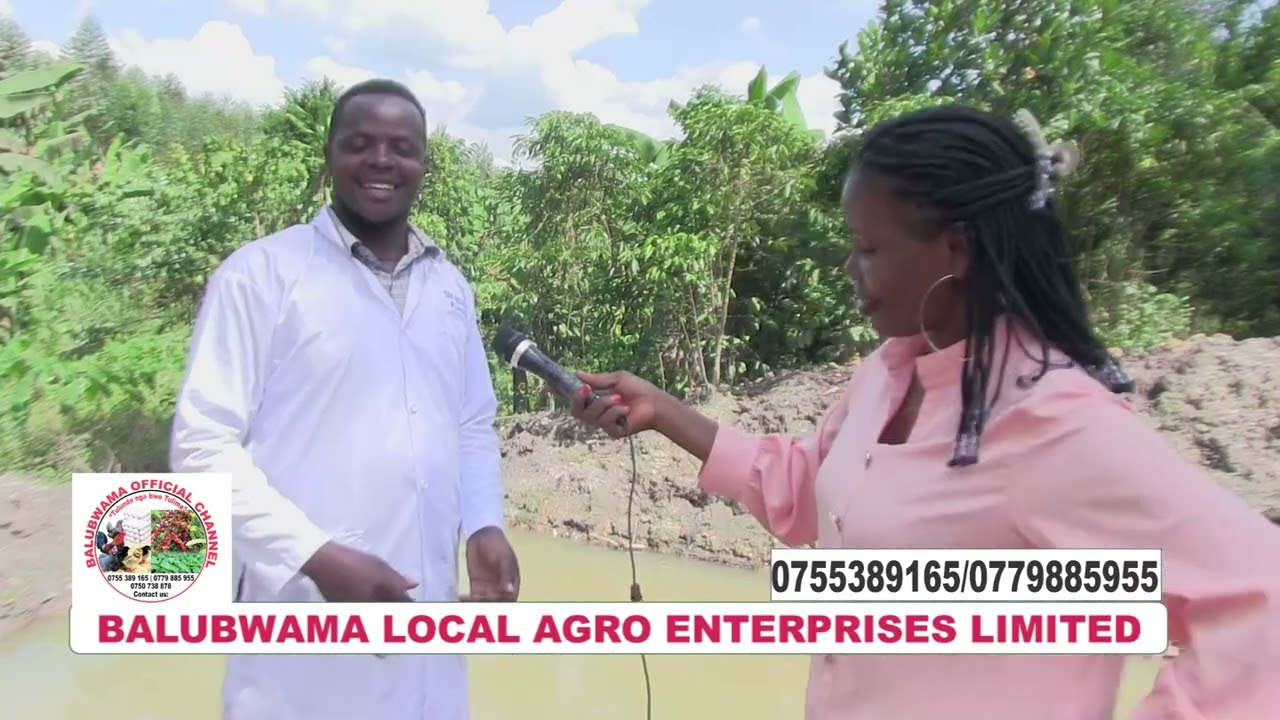 Okufukilira ennimilo Muka sana (Irrigation)