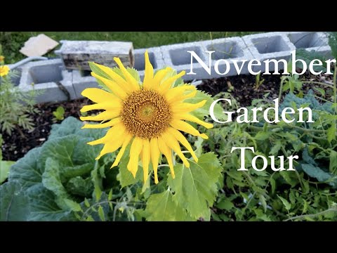November Garden Tour | Fall Garden Zone 9B - YouTube