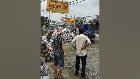 Cúc mâm sôi ở Cái Mơn khi cận tết