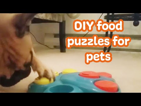 DIY Dog and Cat Food Puzzles