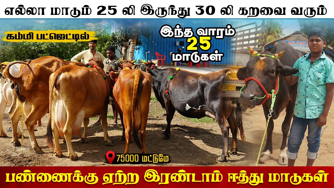 குறைந்த விலையில் தரமான மாடுகள் | எல்லாம் 25 லிட்டர் கறவை வரும்  #farmingbusiness #cowfarm #cow