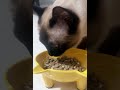 kitten’s appetite improves ,meal time fuels it instantly #funny #cat #cute #catsoftiktok #animals