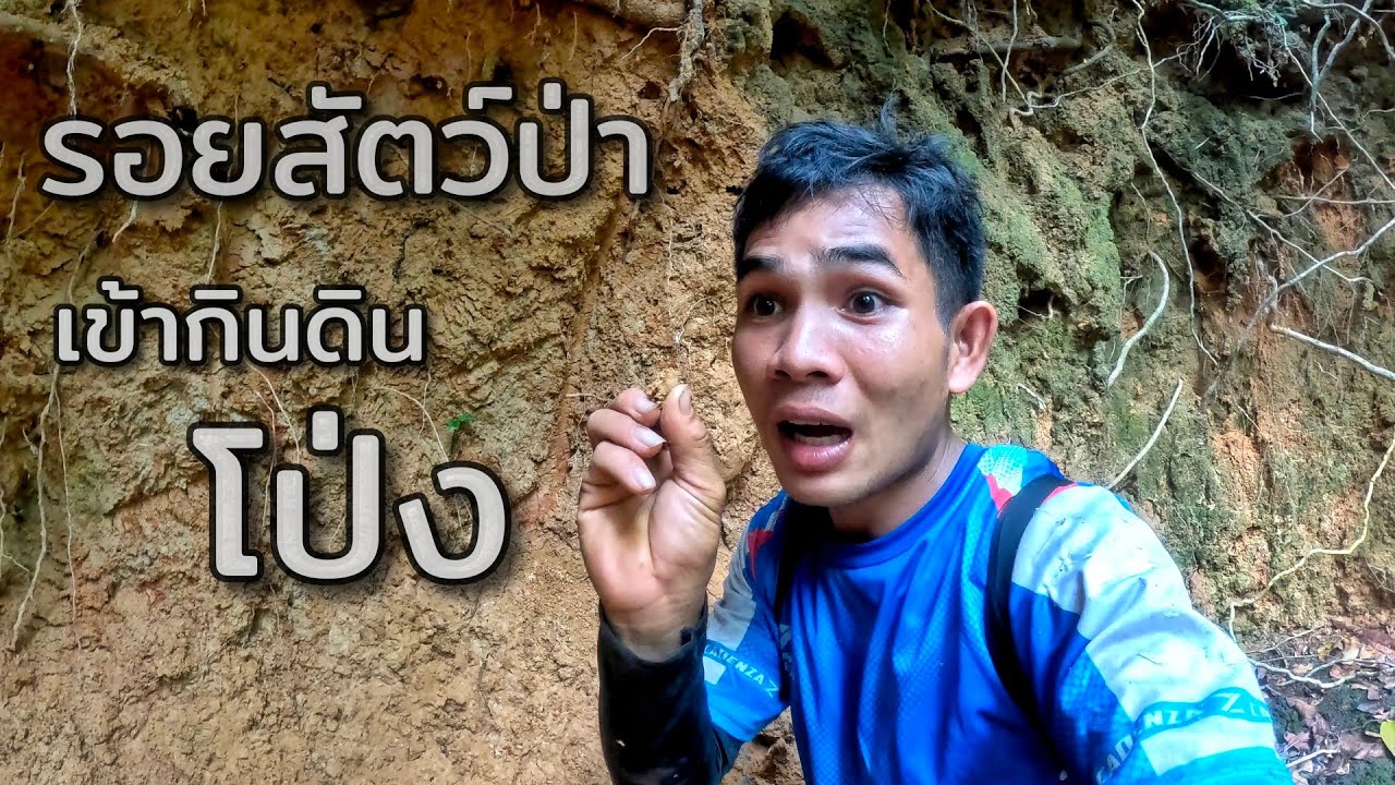 ลุยป่ากับทีมงานพบรอยสัตว์ป่าเข้ากินดินโป่ง//ພົບຮອຍສັດປ່າເຂົ້າກິນດິນໂປ່ງ