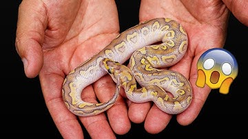 You Won’t Believe These Snakes! Making some New Clown Combos!