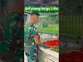 TNI ini kaget Baru tau ada nama nya pinang ojek #tni #papua #videoshort #fypage