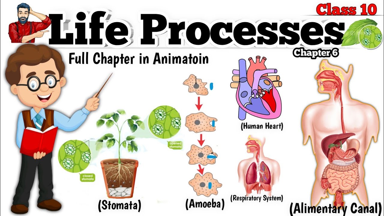 presentation on life processes class 10