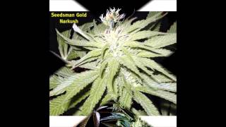 seedsman