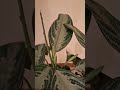 My peace lily plant. UPDATE! Its a Chinese Evergreen plant!