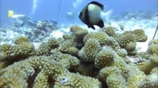 Diving At Holiday Inn Resort Kandooma Maldives