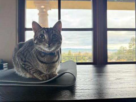 Episode 3109 - The Scott Adams School 03/06/26