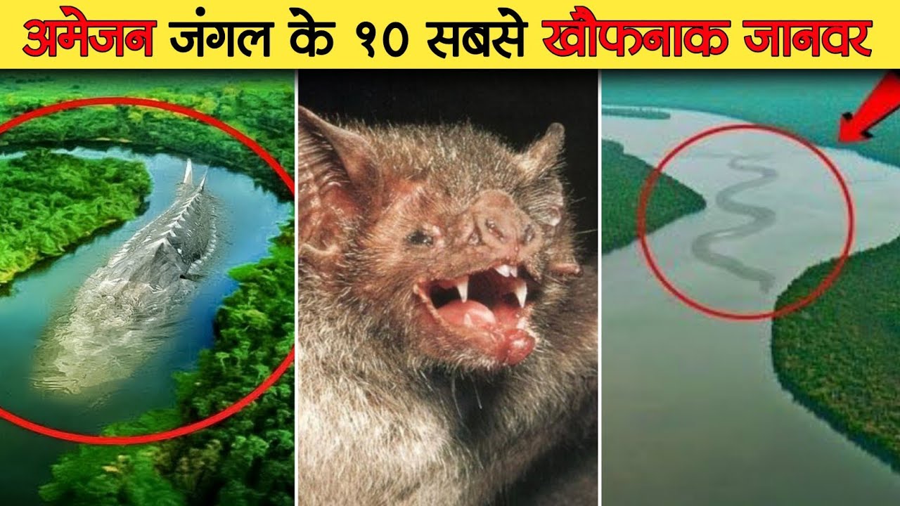 Amazon Jungle Mystry ! अमेज़न जंगल के 10 खौफ़नाक जानवर ! Most Dangerous