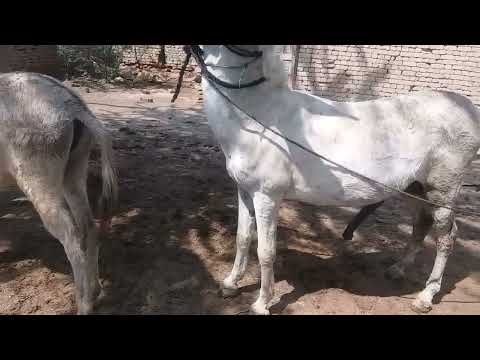 excellent donkey meeting first time