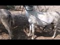 Excellent donkey meeting first time