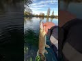 #bassfishing #carp #fishing #carpfishing #sportfishing #fish #bass #troutfishing #salmon #angling